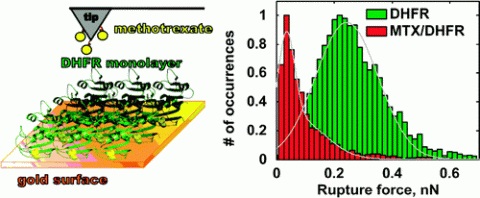 Enzymatic studies using force spectroscopy 